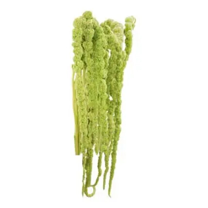 Green Hanging Amaranthus