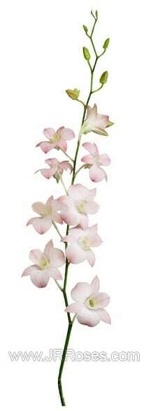 Peach Dendrobium Orchid