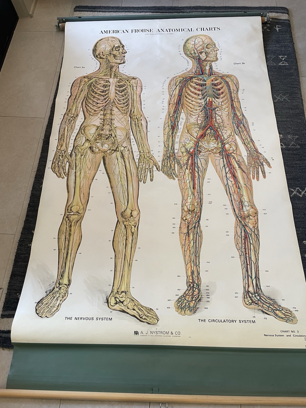 vintage pull down classroom map human circulatory system biology *small hole*
