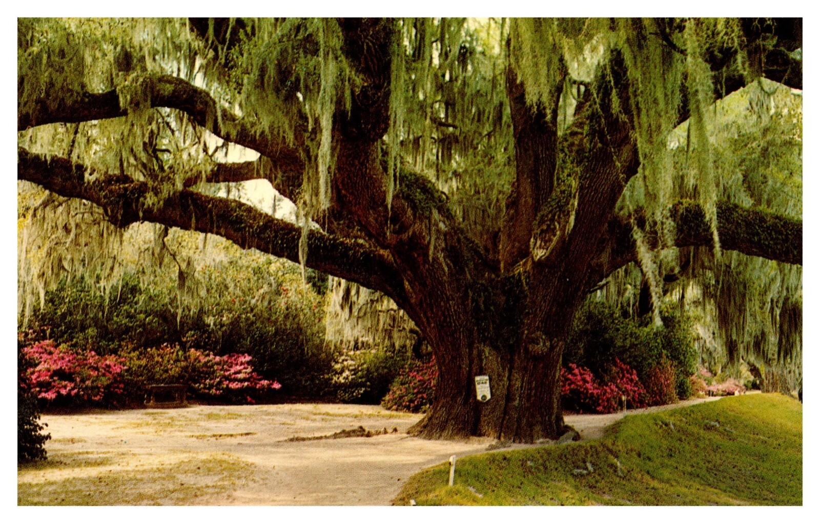 Charleston SC Famous Middleton Oak Middleton Gardens Chrome Postcard