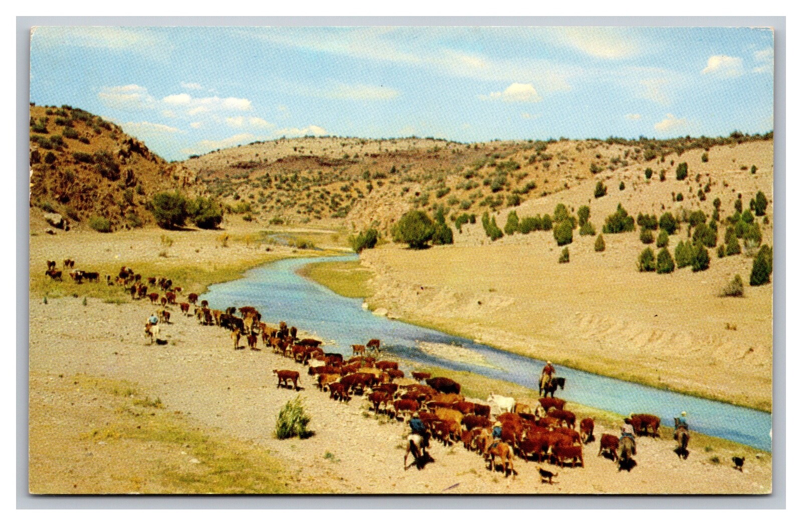 Watering the Herd Cattle Pikes Peak Lithography Colorado Springs Chrome Postcard