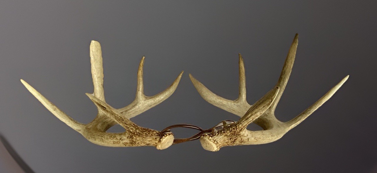 Pair of Shed White Tailed Deer 10 Point Buck Antlers