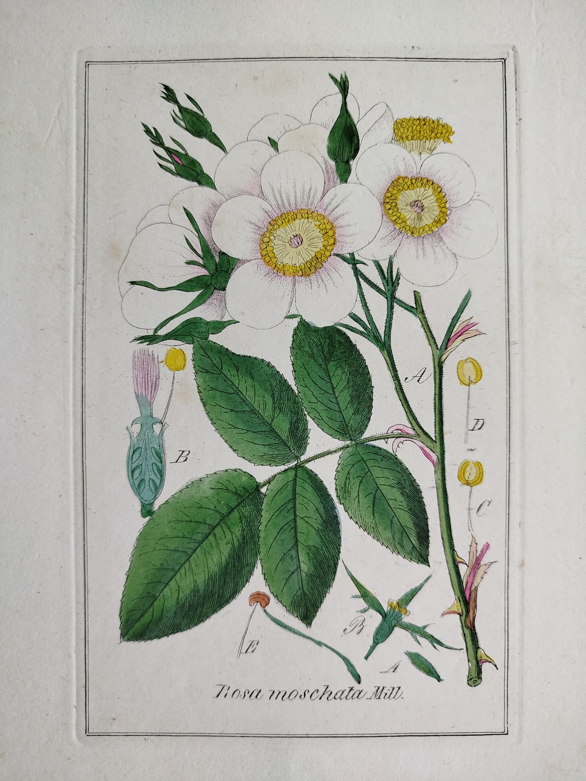 Rose Rosa moschata - Winkler medicinal plants botany coloured - 1840