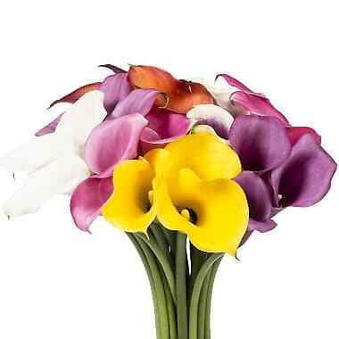 Assorted Mini Calla Lilies