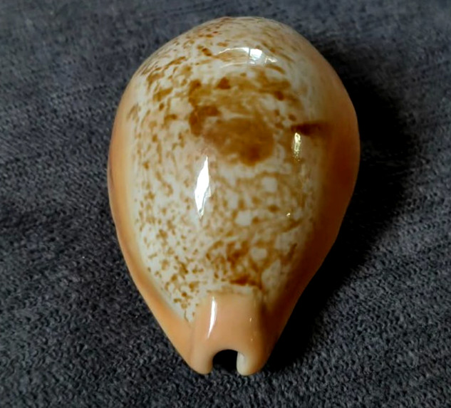 Cyprea langfordi 52 mm F+++/GEM  callous BODY , NOT POLISHED rare  WOW!!!