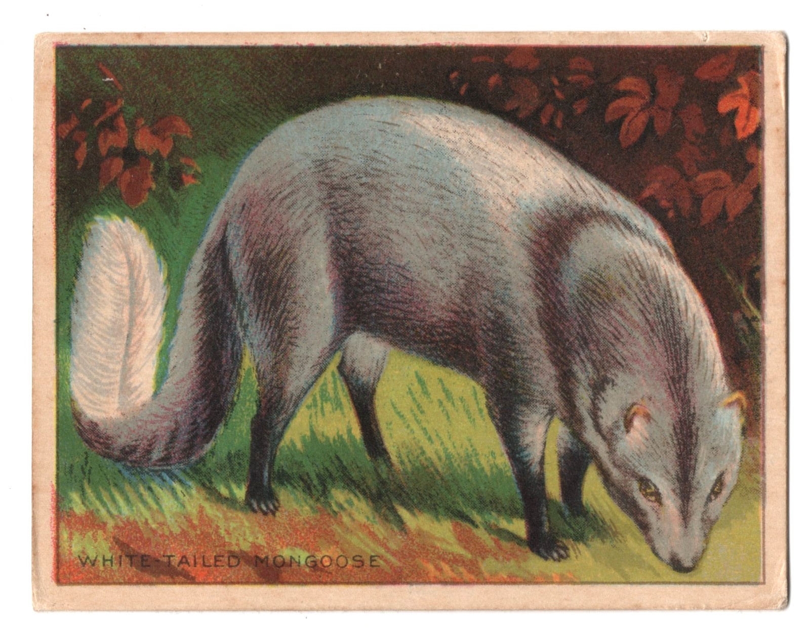 1925 Mongoose Trading Card FC1 Harry Horne Jelly Like T29 Hassan Tobacco