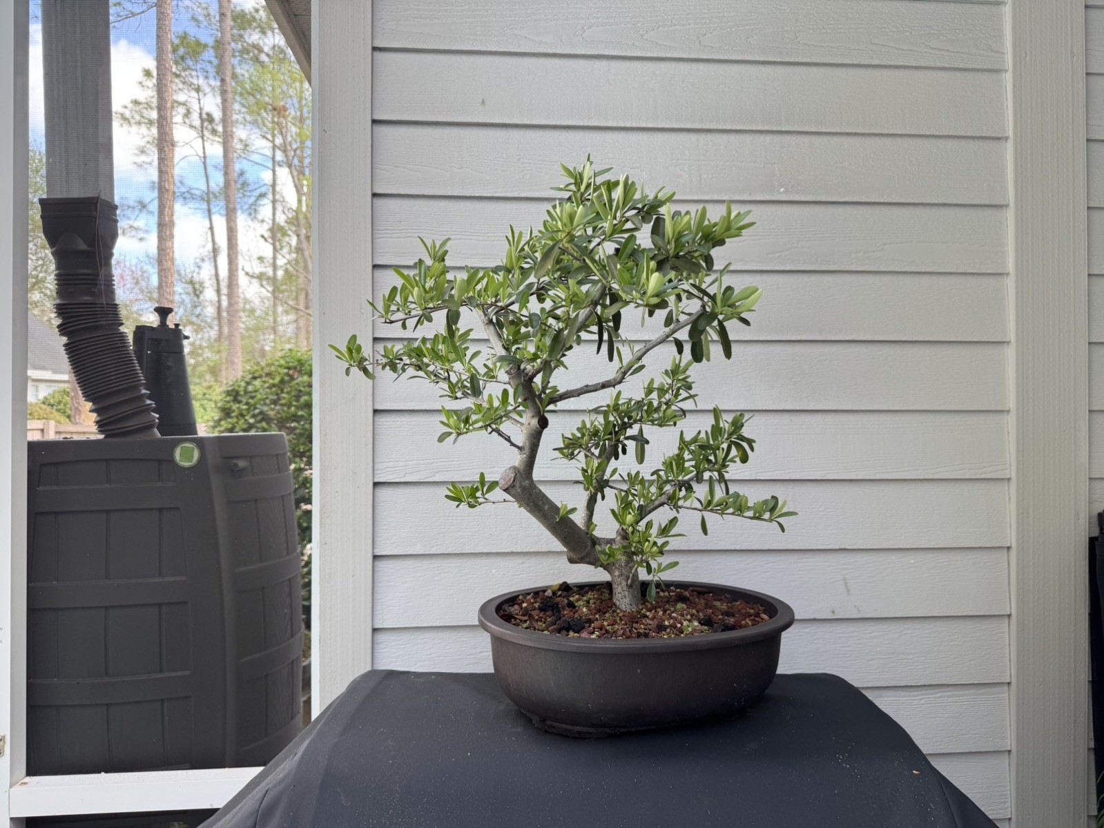 LIVE Firethorn 🔥 Pre-Bonsai | Mica Training Pot, Pyracantha 