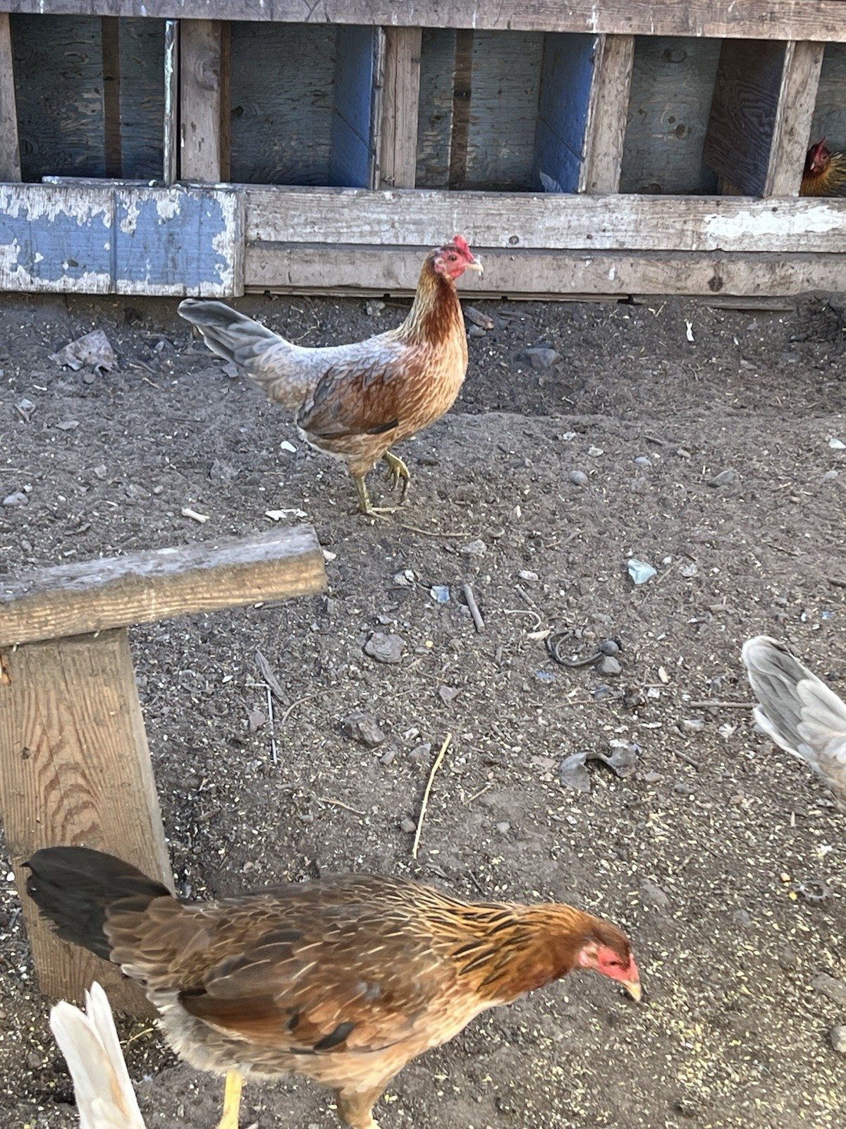 Poultry Gamefarm breeder ship eggs hens and rosters 