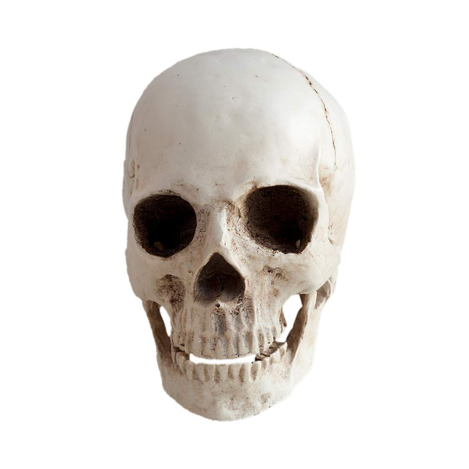 Resin Medical Life Size Replica Realistic Human Skull Head Bone Model, Anatom...
