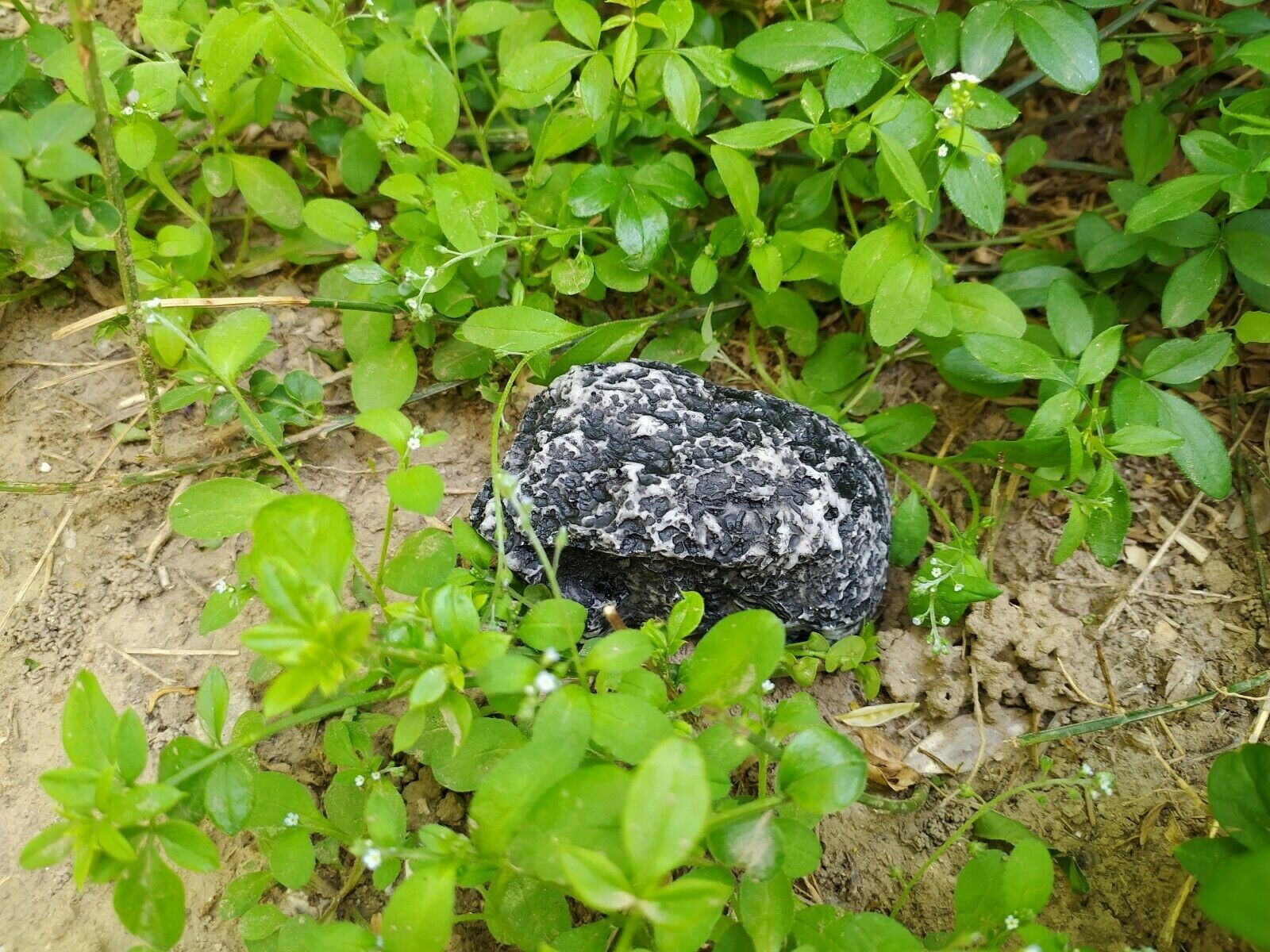 Hide A Key Inside Realistic Garden Rock Diversion Safe Hide in Plain Sight New