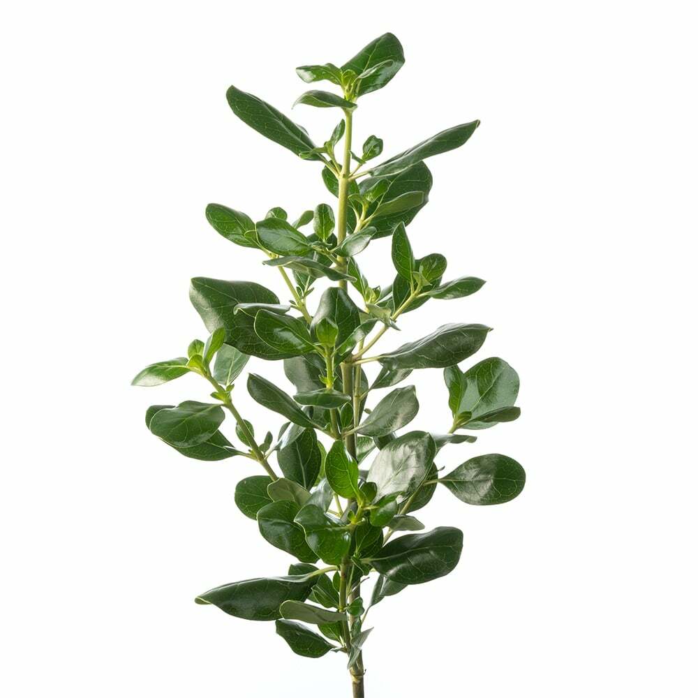 Pittosporum