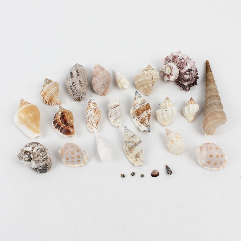 Lot of 20 Assorted Sea Snail Shells Collectible Seashells DIY Crafts