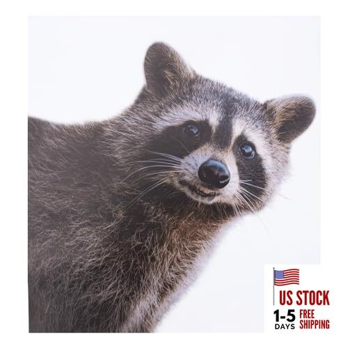 Smiling Raccoon Decal - Funny Peeping Raccoon Cute Window Decal, Waterproof, 