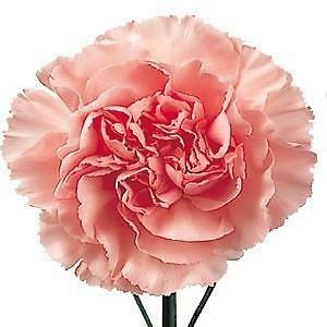 Light Pink Carnation Flowers