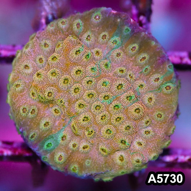 Item#A5730FM5730(S) WYSIWYG Rainbow Cyphastrea Frag