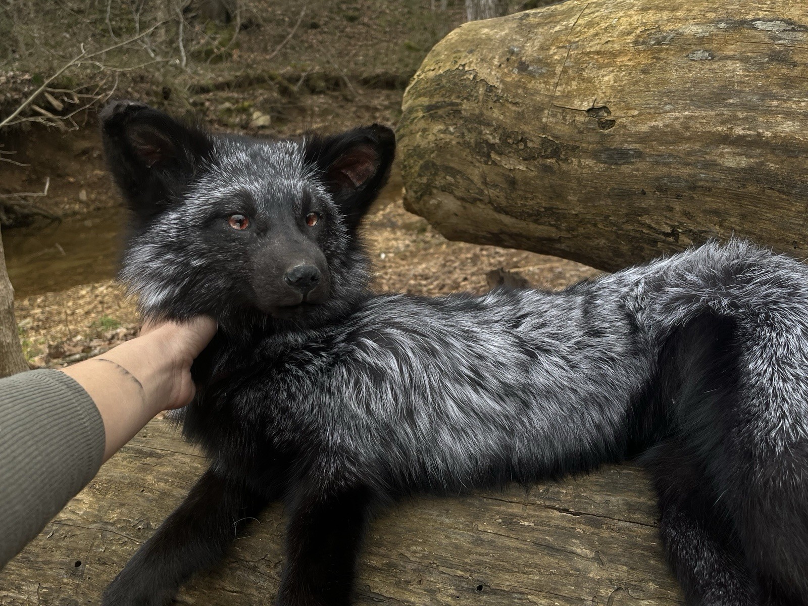 Soft Mount Silver Fox Taxidermy Full Body