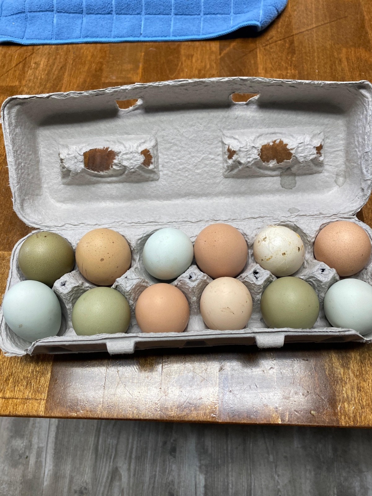 12++ Barnyard Mix Fertile Hatching Eggs-Beautiful Rainbow 