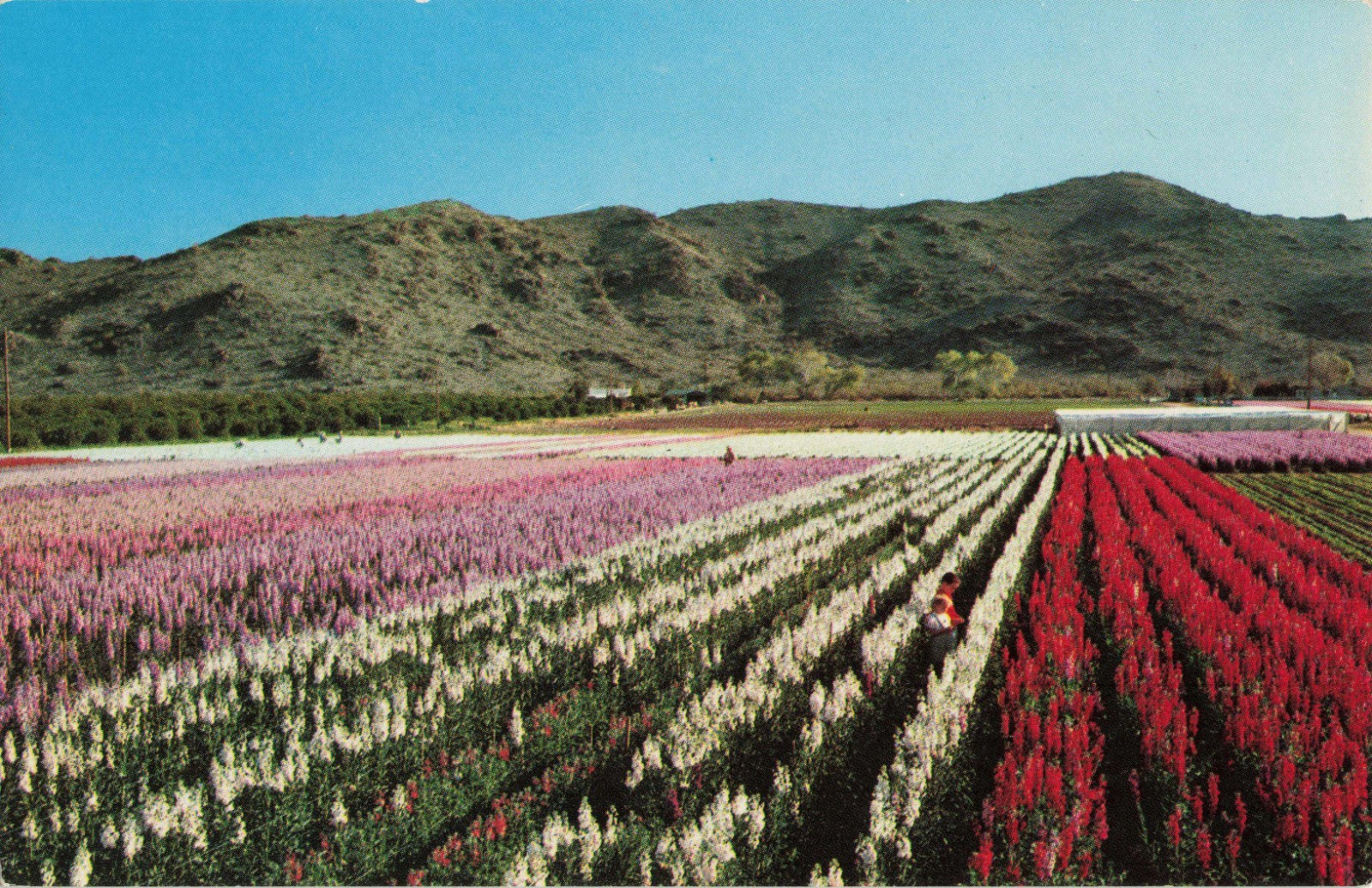 Japanese Flower Gardens - Phoenix Arizona AZ - Postcard