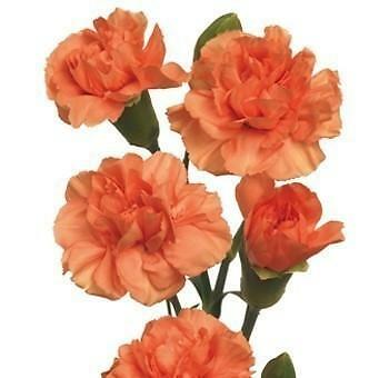 Orange Mini Carnation Flowers