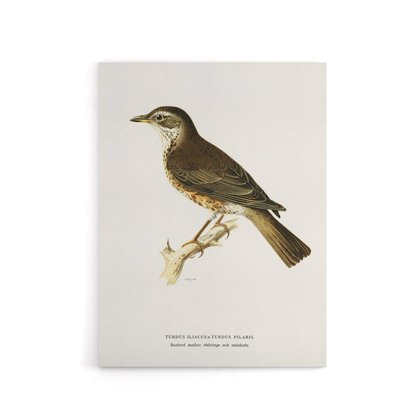 Redwing Bird Turdus Iliacus Von Wright Vintage Canvas Wall Art
