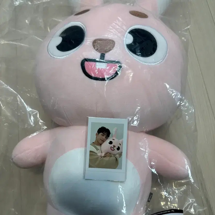 Giant Danimals Fille Unopened Photo Card Set