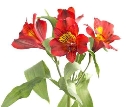Red Alstroemeria Flower