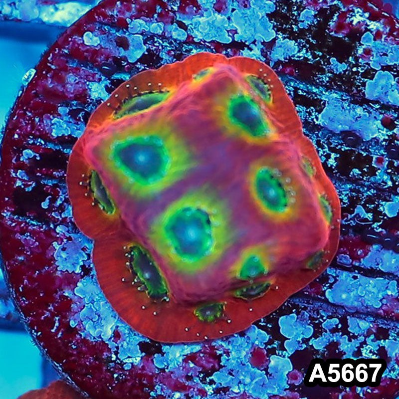 Item#A5667FM5667(S) WYSIWYG Spicy Lemon Favites Frag