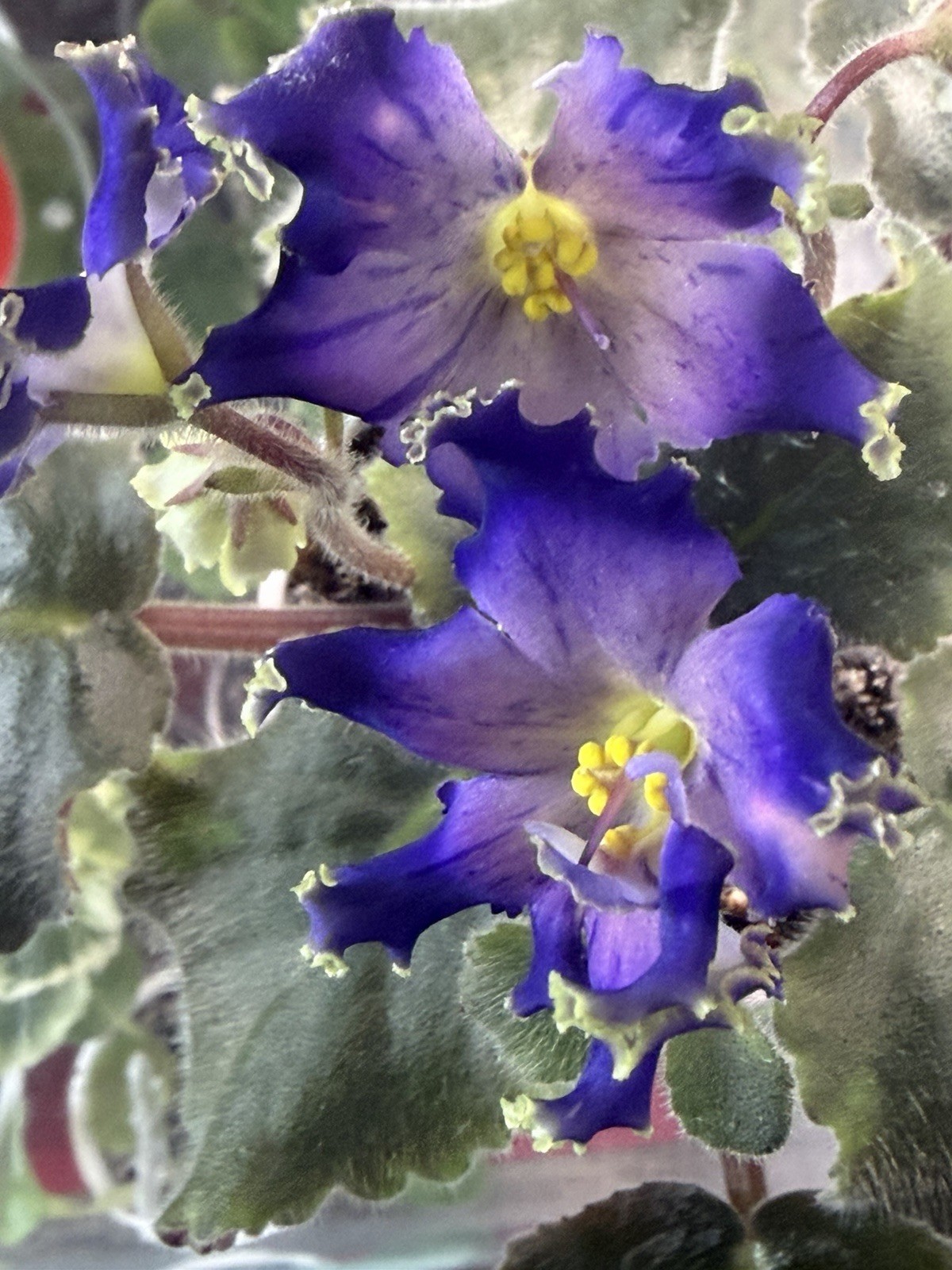 African Violet PLANT ~RM- Son Babochki- Starter In Bloom Rare