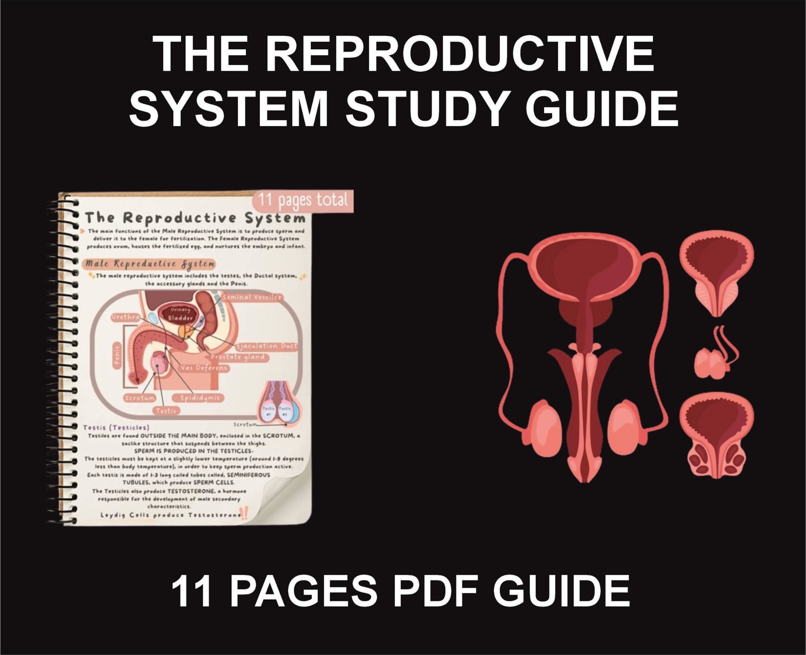 The Reproductive System Study Guide, PDF