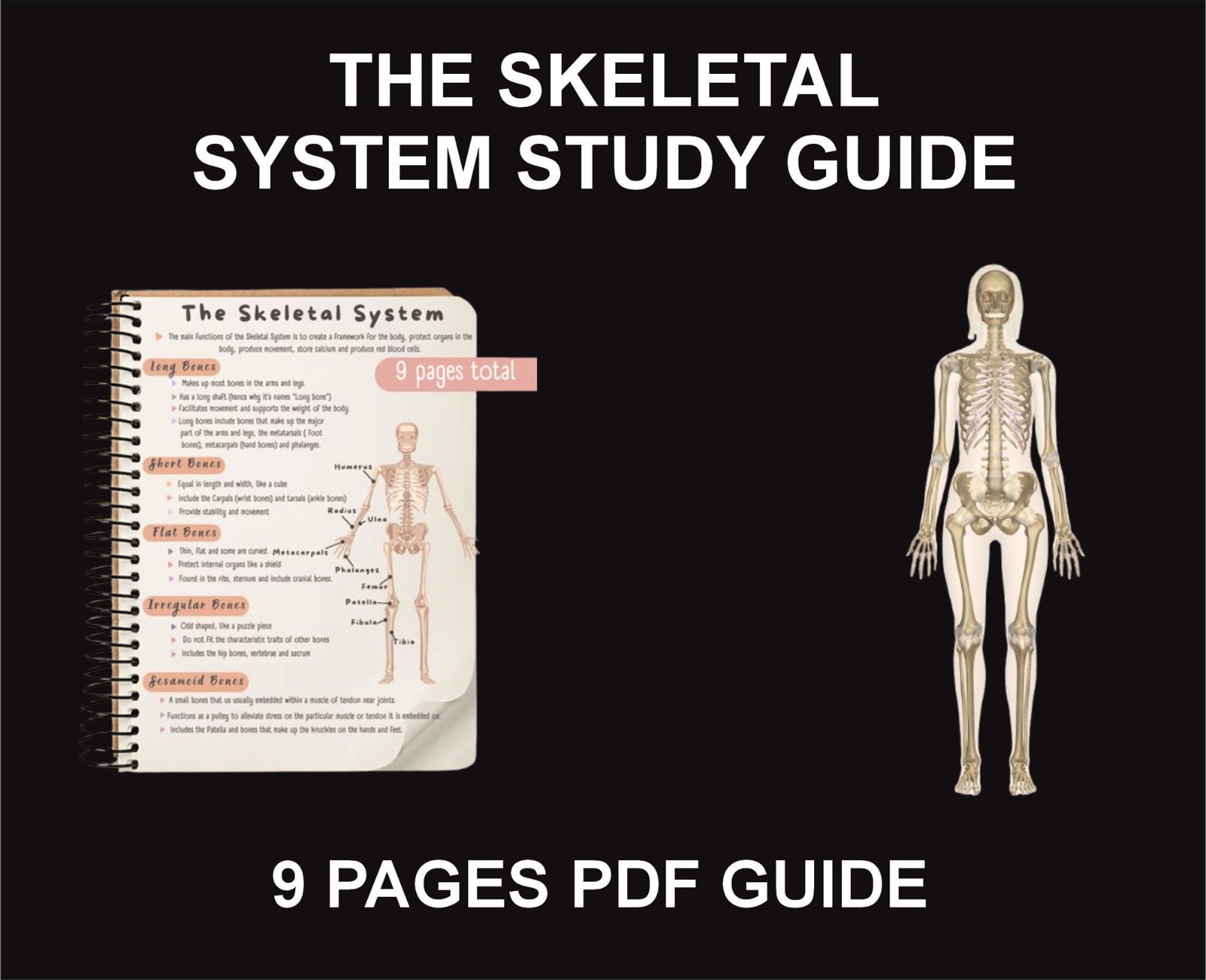 The Skeletal System Study Guide, PDF