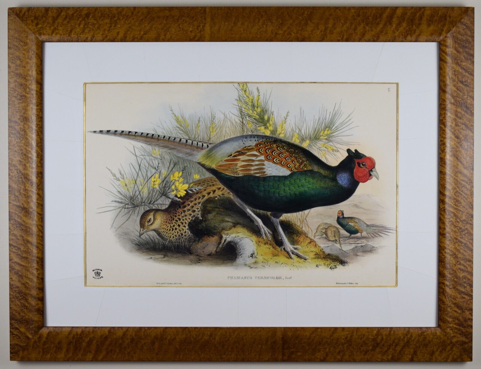 Japanese Green Pheasant. Facsimile from "Birds of Asia" J Gould, Wolf & Richter