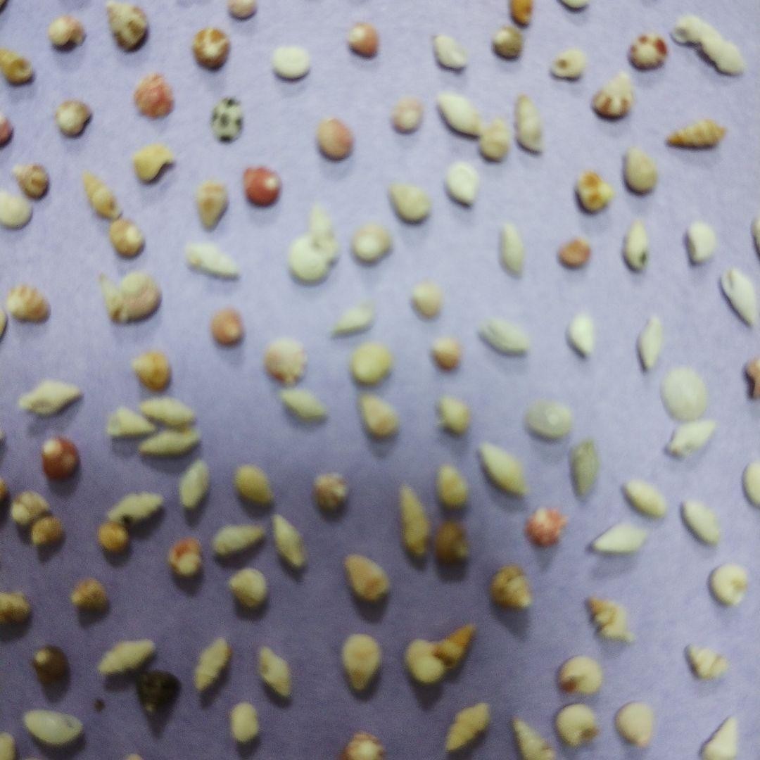 Super super mini size seashell Genuine  Surf-Tumbled From Japan 