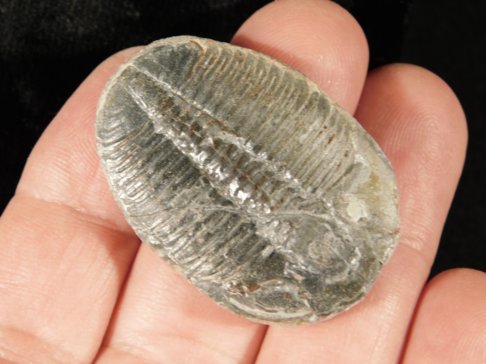 Big! 100% Natural Elrathia TRILOBITE Fossil From Cambrian Utah 1.55