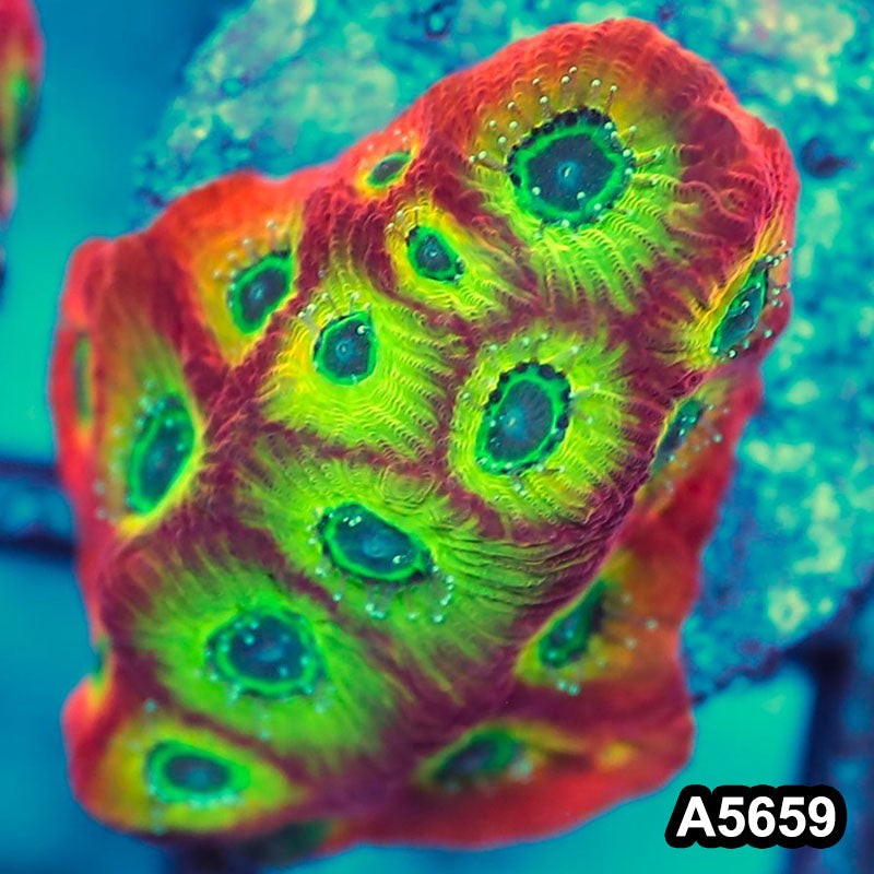 Item#A5659FM5659(S) WYSIWYG Spicy Lemon Favites Frag