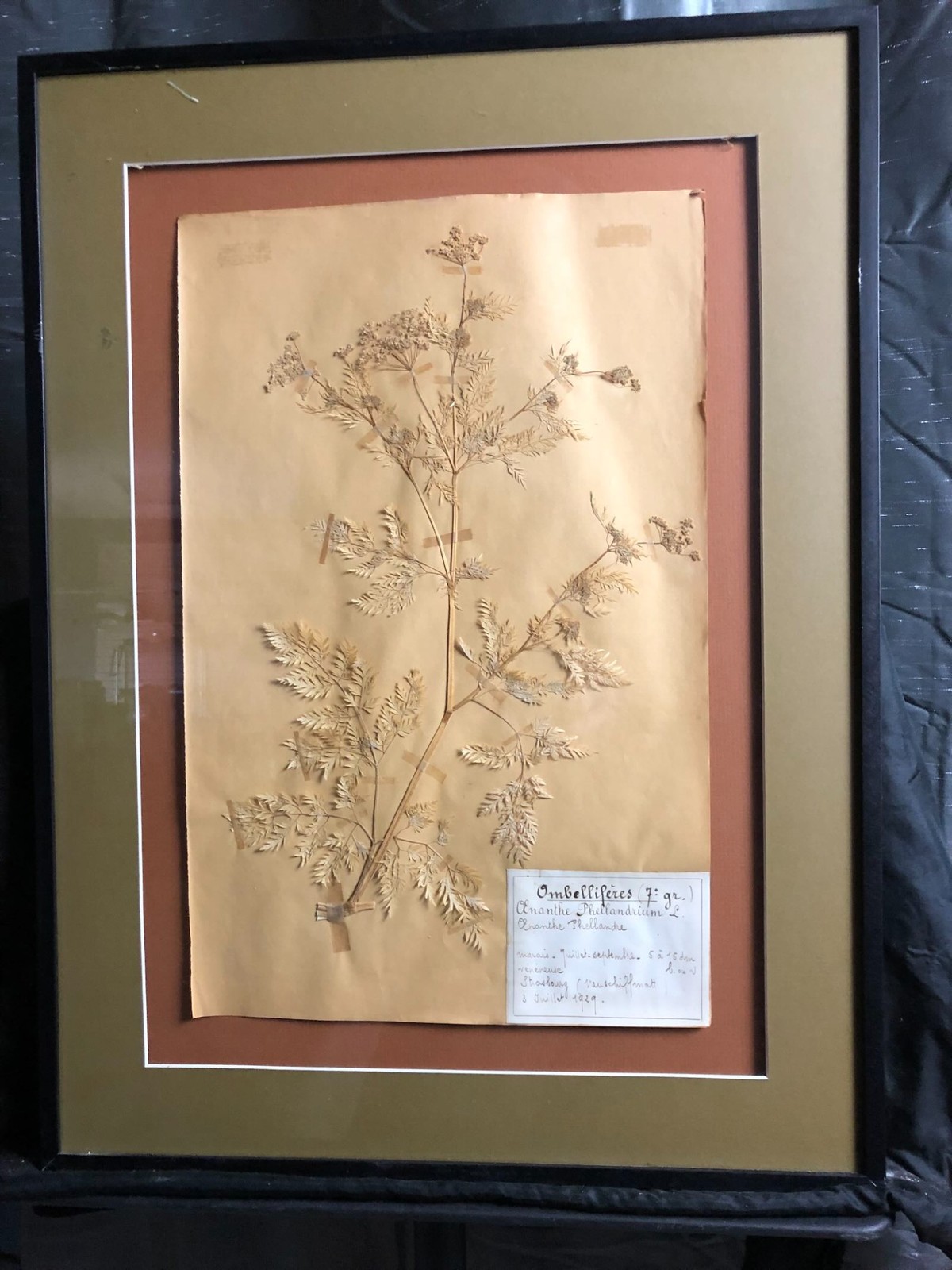 1929 Pressed Botanical Specimen Sison Amome.