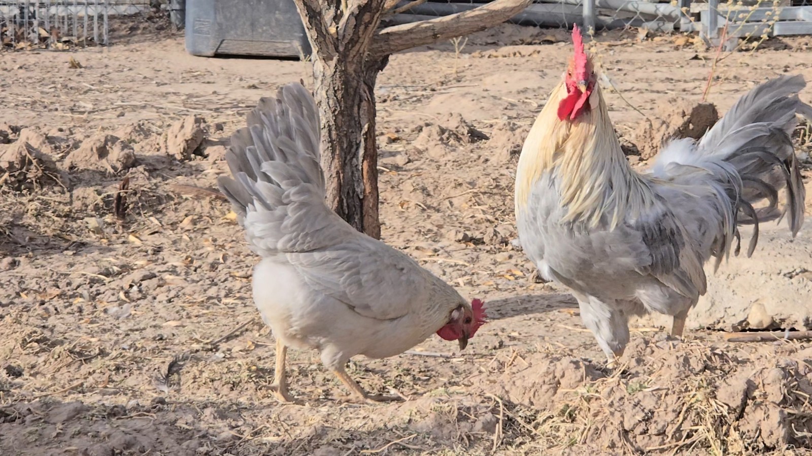 12 Rare Isabella Leghorn Hatching Eggs Lay Up To 300+ Large Eggs  NPIP CERTIFIED