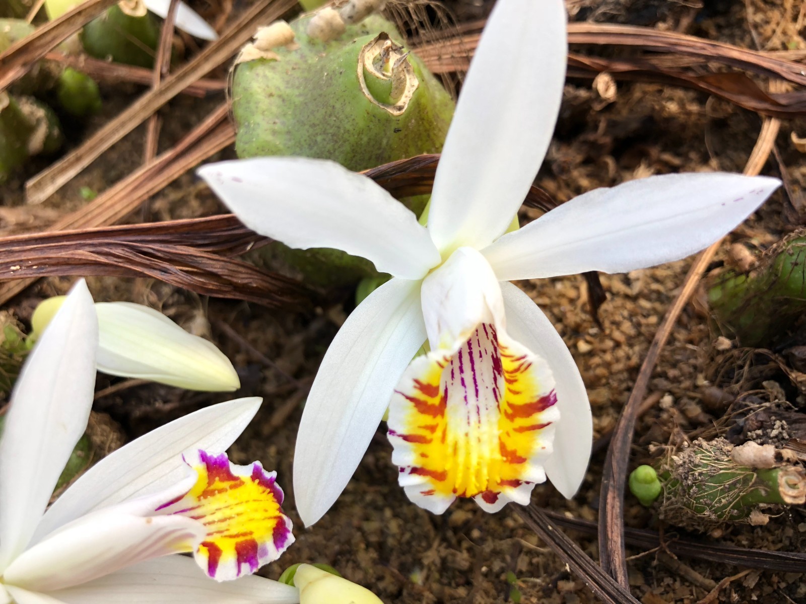 3bulbs Orchid Cymbidium Pleione maculata 秋花独蒜兰 adult size