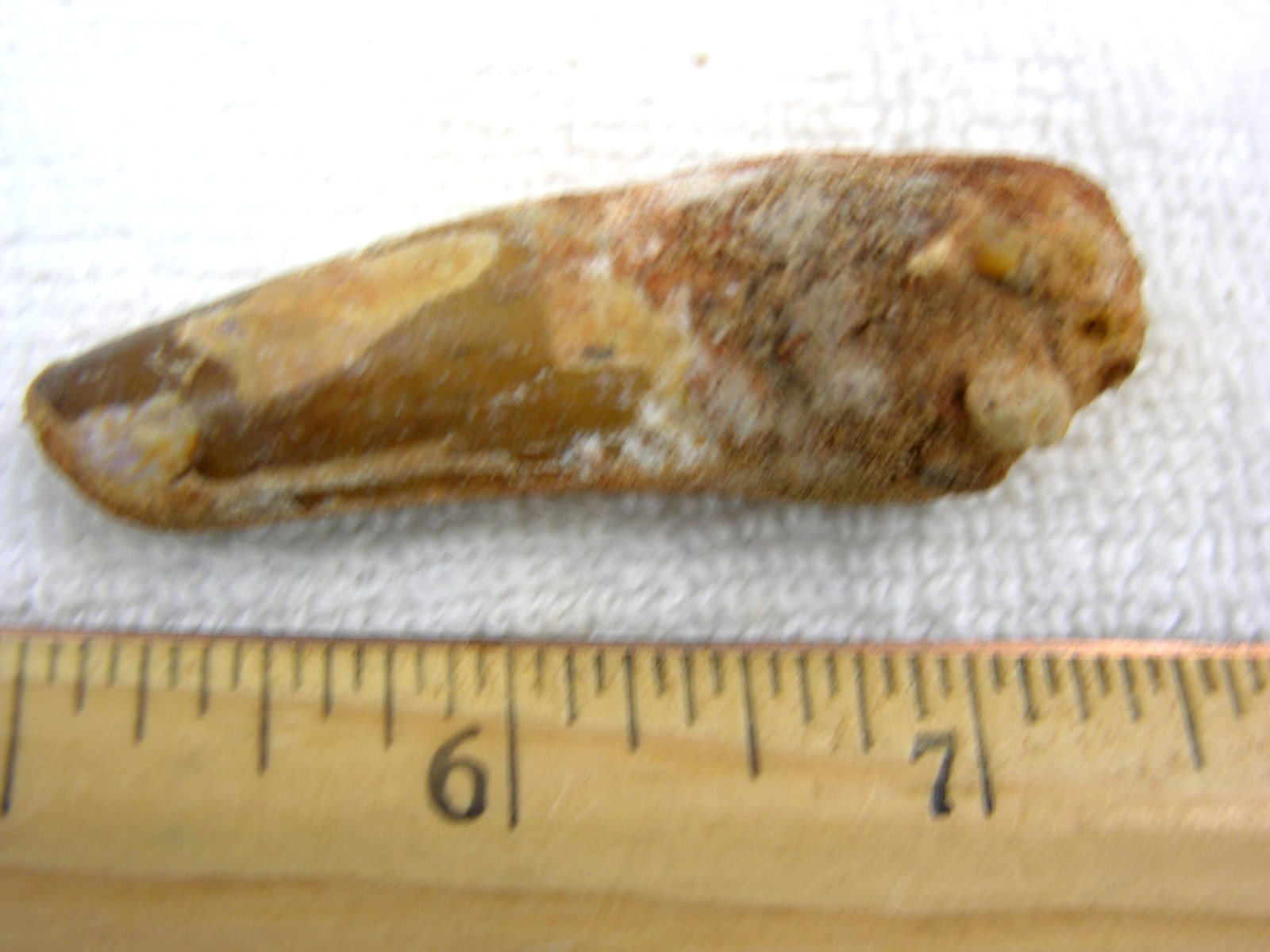 Dinosaur fossil tooth Spinosaurus Cretaceous Era bigger 2.46 inch long es30