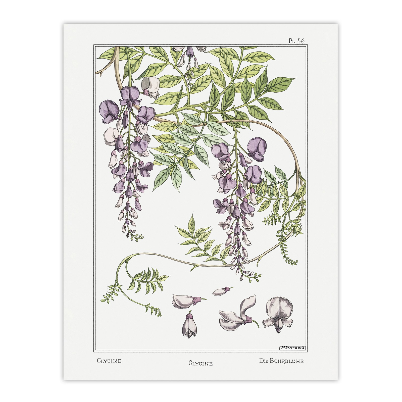 Wisteria Flower Vintage Floral Framed Wall Art Print Verneuil