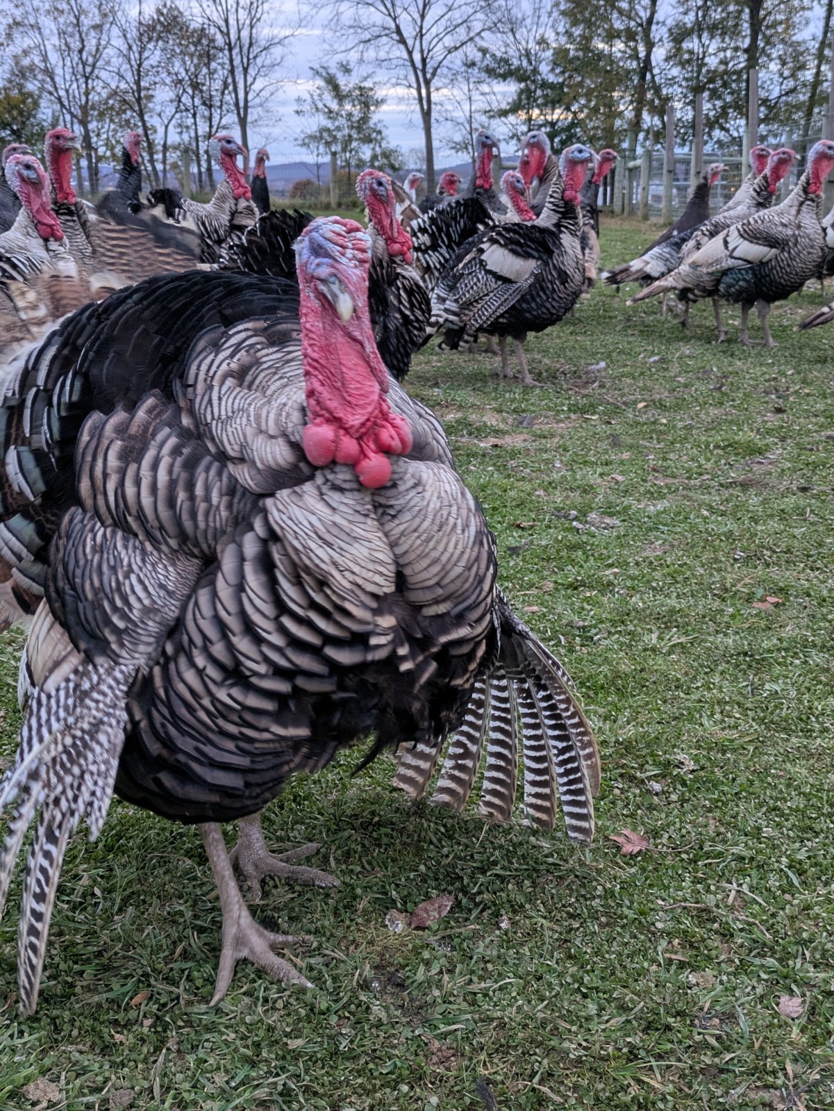 7+1 Narragansett Turkey Hatching Eggs,Laying Now.Fertility confirmed,Ships ASAP