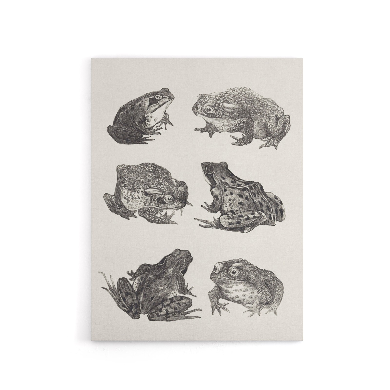 Six Frogs and Toads Pencil Drawing Canvas Wall Art Print Hoytema