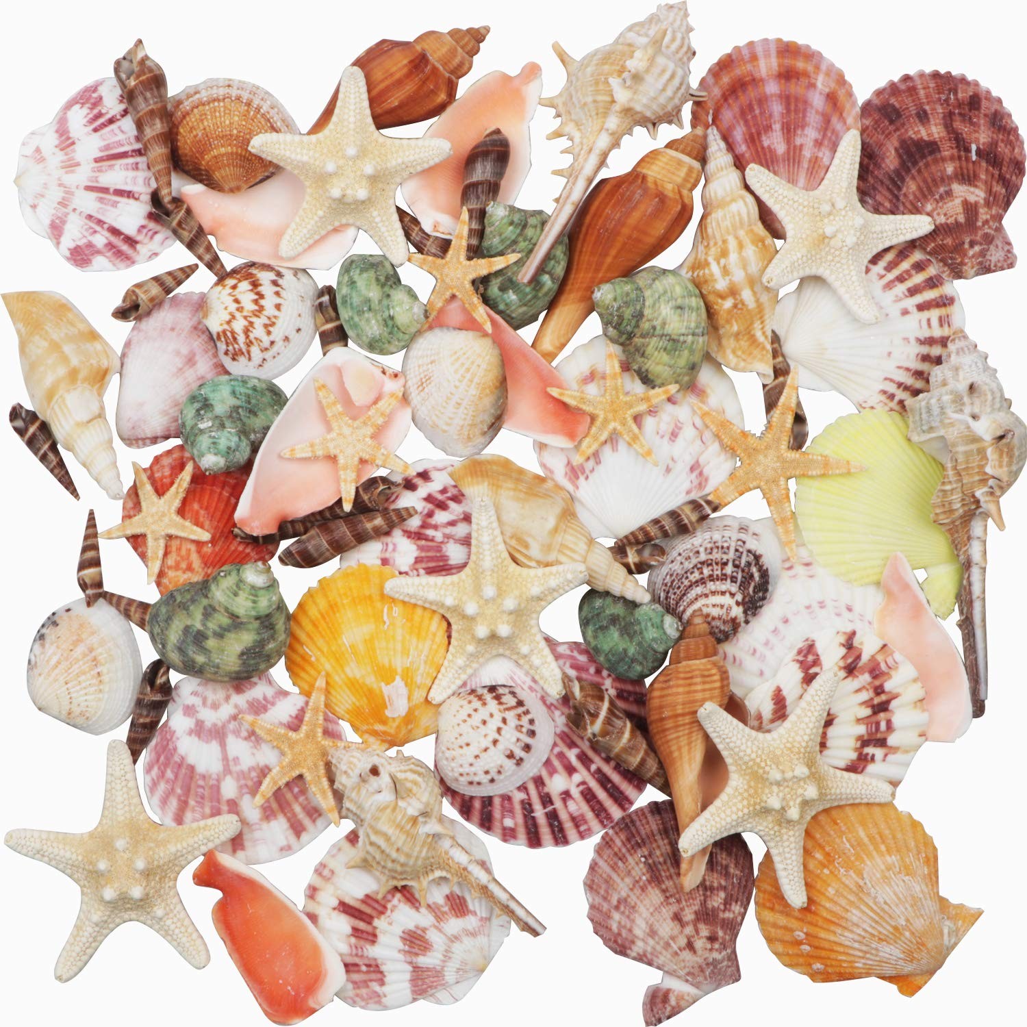 Sea Shells Mixed Beach Seashells 9 Kinds 1.2"-3.5 "Various Sizes Natural Seas...