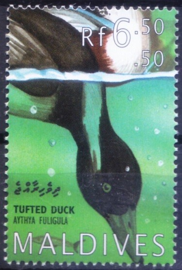 Maldives 1995 MNH, Tufted Duck, Duck, Water Birds  (A23)
