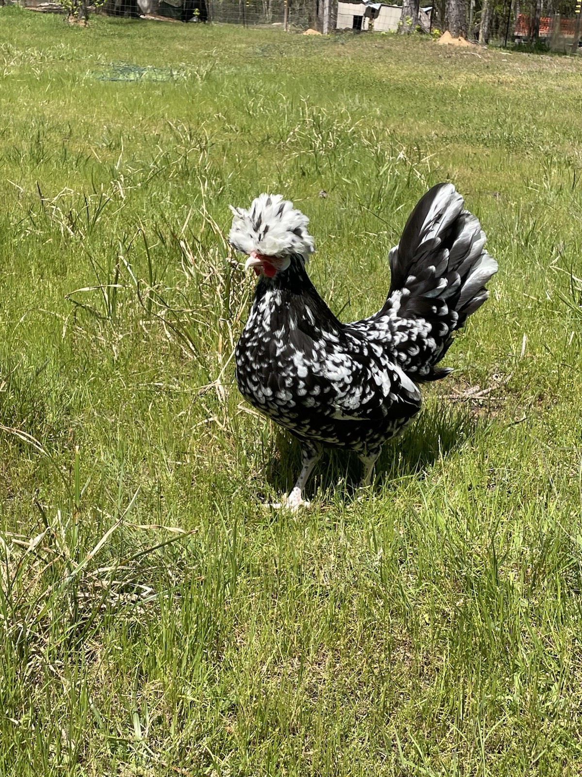 8+two  extraWhite Crested Variety Colors, bantam Polish Hatching Eggs