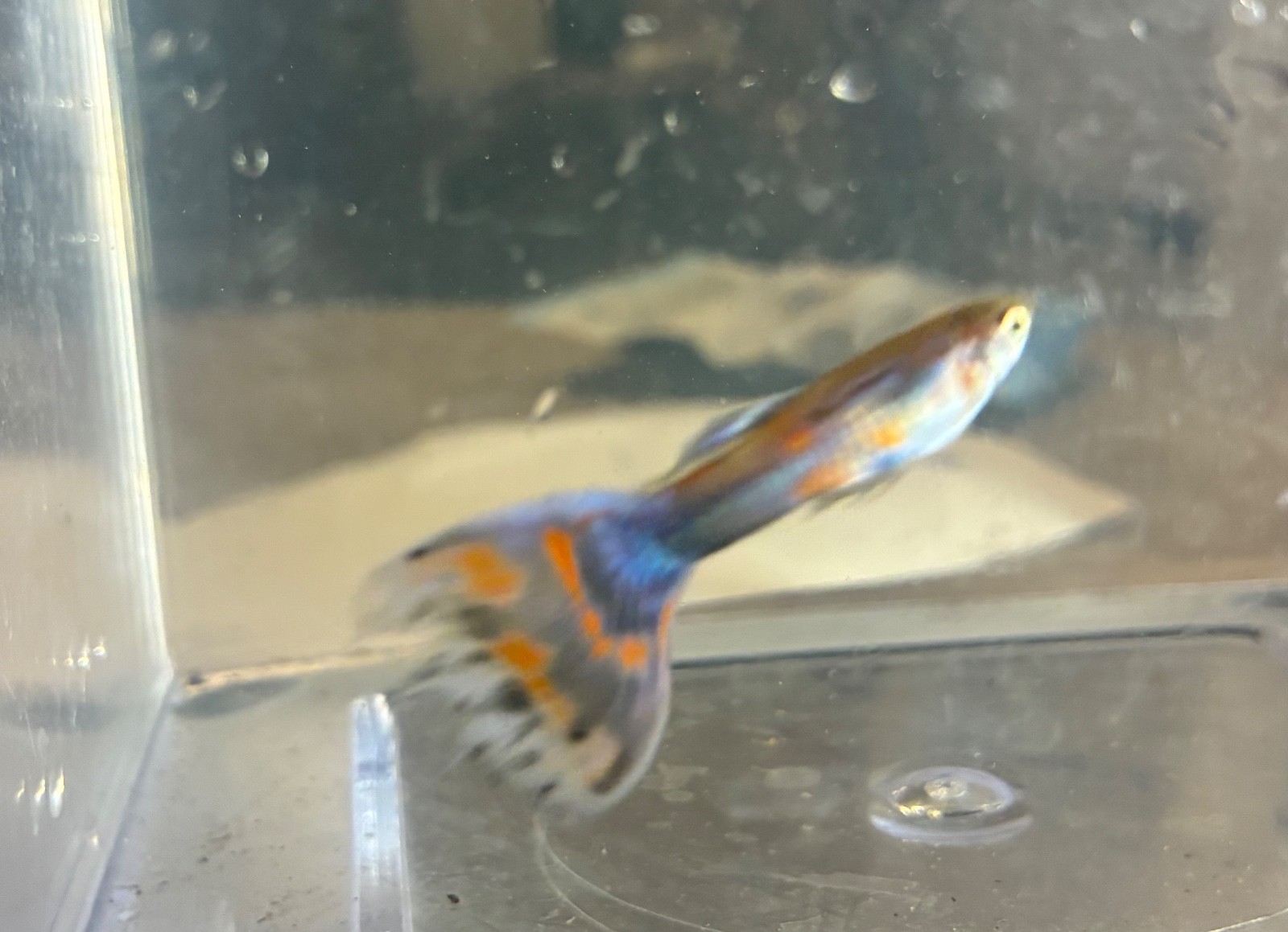 Mixed Fancy Guppy Home Bred Health Pack of 10 Cobra Cross and Leopard Crosses
