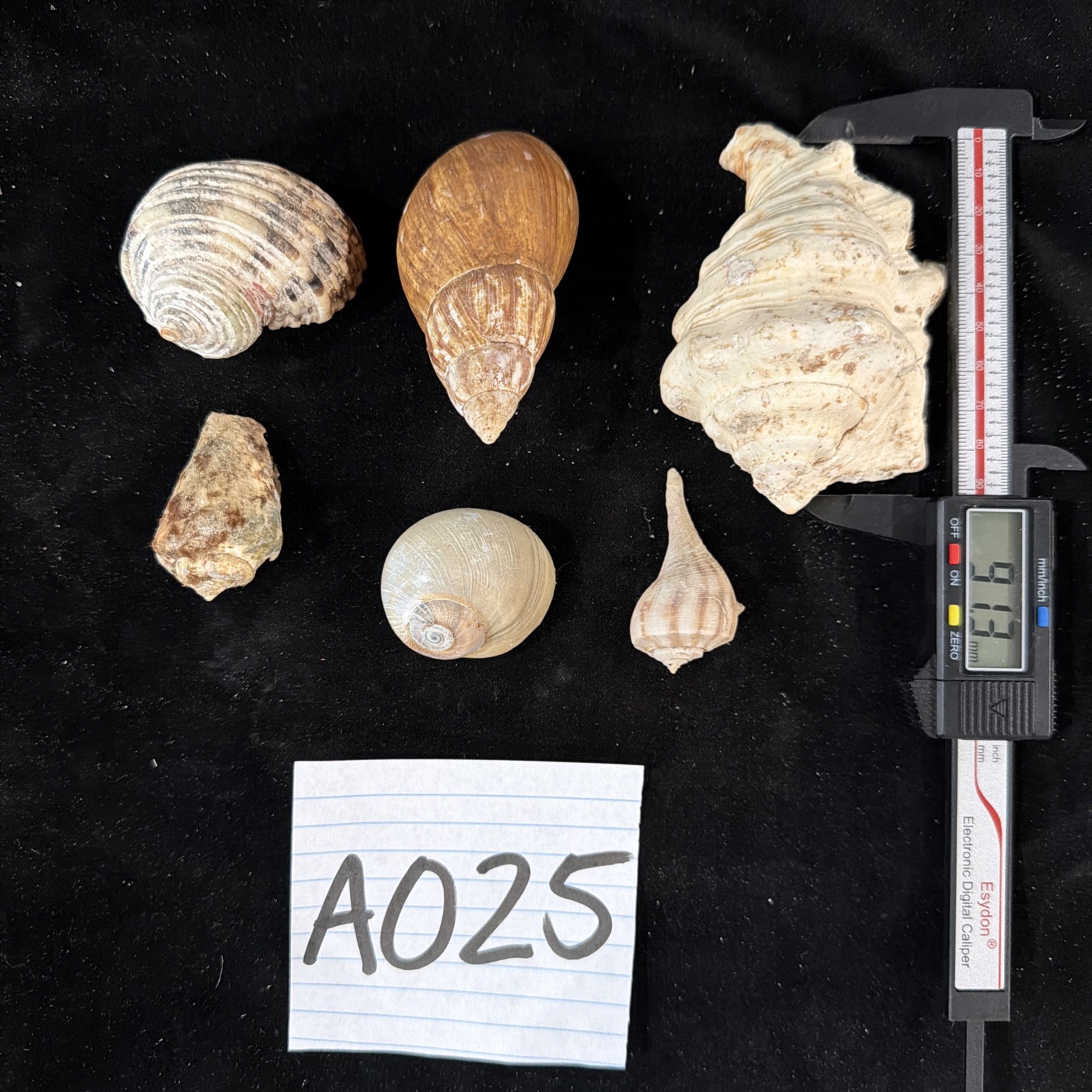 Florida Shells Queen Conch, Turbo, Tulip, Conus, Moon Snail, Welk 1980 (A025)