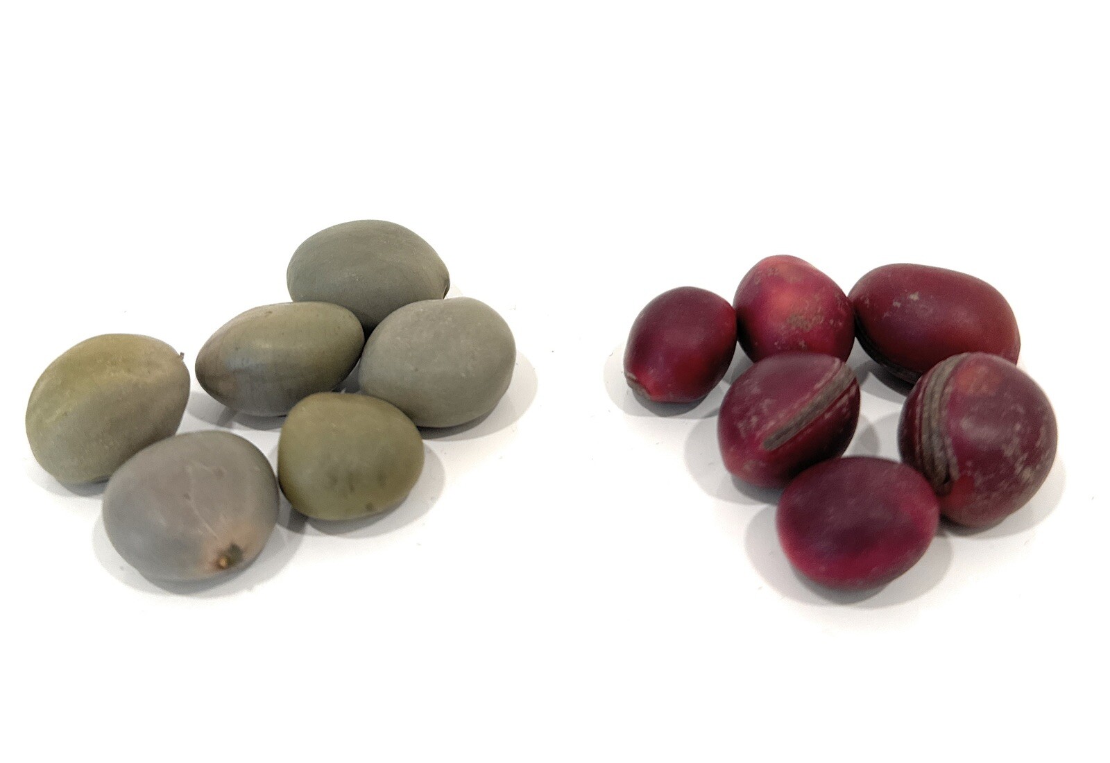 6 Quita Maldicion 6 Mate Rojo  Palo OCHA ORISHA IFA YORUBA 7RAYO Santeria