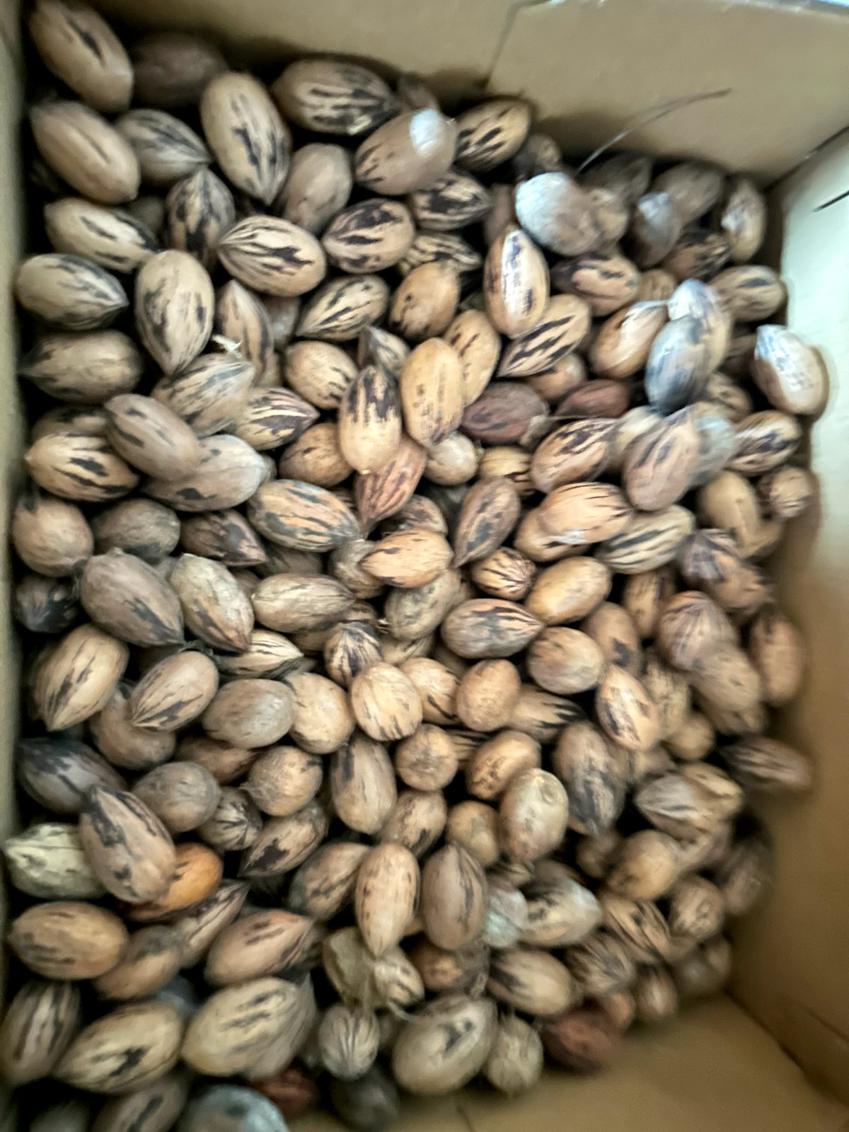 Wildlife Squirrel Feed Food Organic Pecans Nuts In Shell 20 Pounds Love Outdoors