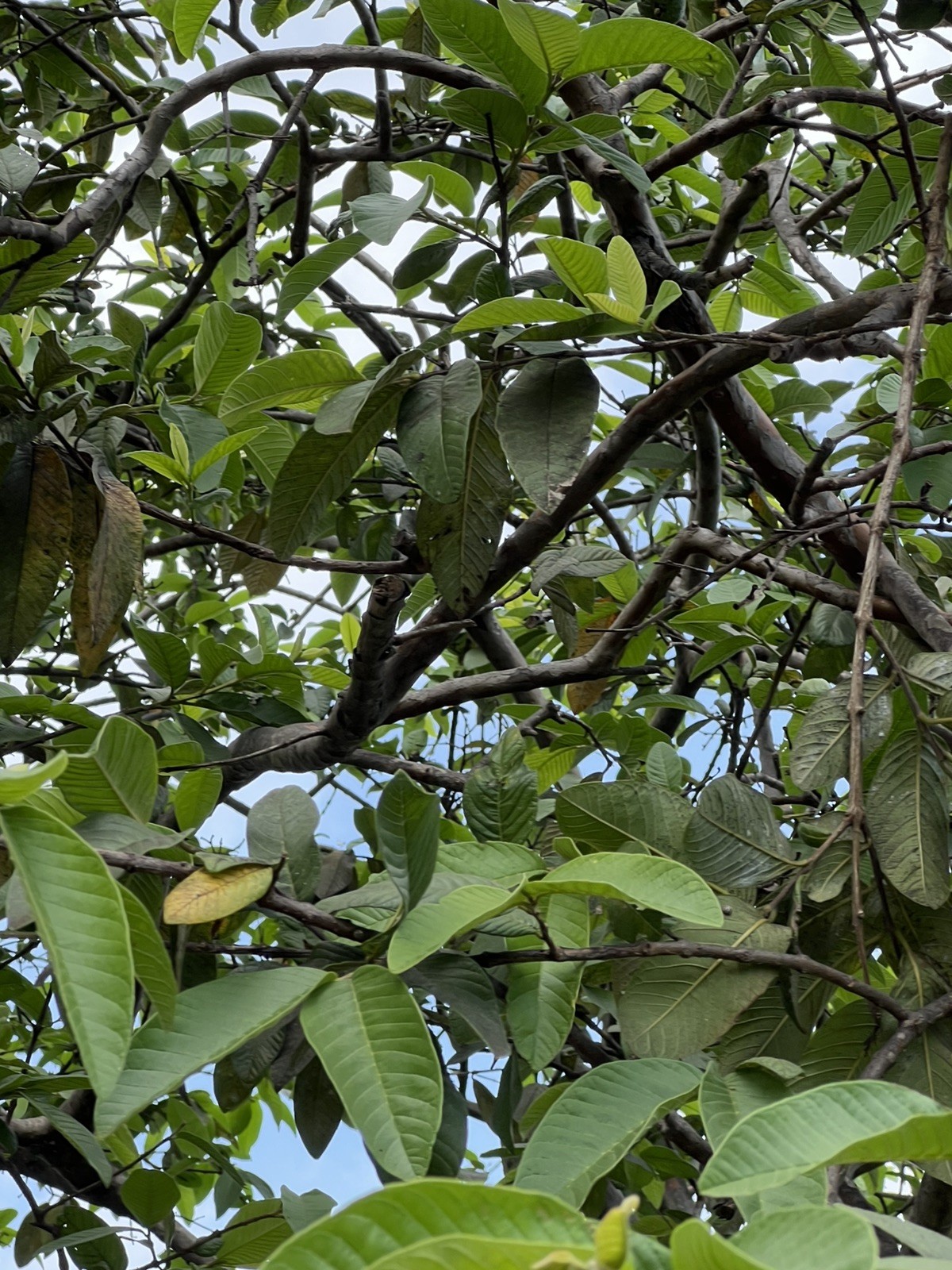 50 Fresh Organic Guava Leaves  - Organically Grown
