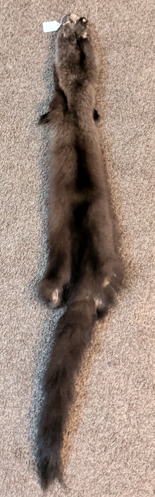 Just Tanned Fisher, soft silky fur hide~pelt~Craft/ Cabin...Wild Country Leather